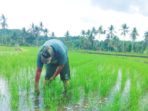 45,99% Warga Soppeng Pilih Jadi Petani, ASN Hanya 18,15%
