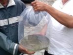 BBI Ompo Keluhkan Penerima Benih Ikan Gratis Tak Melapor Kembali