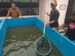 BBI Ompo Kembangkan Varietas Baru, Lele Sangkuriang Namanya