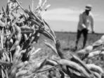Pemkab Soppeng Tak Punya Solusi untuk Petani Kedelai