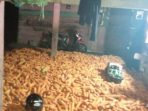 Dilema Petani Jagung di Soppeng, Dijual Rugi, Disimpan Jamuran