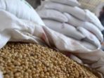 Tiga Tahun, Produksi Kedelai di Soppeng Menurun