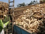 Di Soppeng, Harga Jagung Anjlok