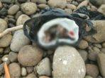 Orok Bayi Ditemukan Membusuk Di Dalam Kantong Plastik 