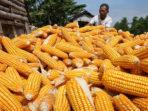 Soppeng Kecipratan 10 Ton Benih Jagung, ini Kecamatan yang Akan Terima Bantuan