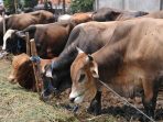 Warga Mangarabombang Terima Bantuan Induk Sapi