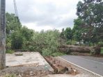Pohon Tumbang di Jalan Malaka dan Tanrajeng