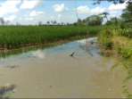 Kelalaian Proyek Irigasi BBWSP Buat Petani di Soppeng Tergusur dan Merugi