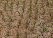 Meski El Nino Stok Beras Bulog Aman untuk 3 Bulan ke Depan