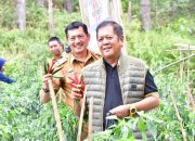 Soppeng Kembangkan Potensi Hortikultura di Dataran Tinggi Melalui Panen Cabai