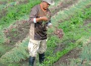 Terobosan Pertanian Soppeng, Sukses Panen Bawang Merah di Musim Hujan
