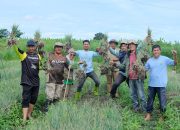 Di Akhir Masa Jabatan, Bupati Soppeng Ukir Prestasi Panen Bawang Merah Luar Musim