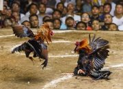 Gerebek Arena Judi Sabung Ayam di Soppeng Pelaku Berhasil Kabur