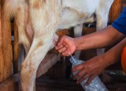 Mengungkap Kekuatan Susu Kambing Etawa, Lebih dari Sekadar Minuman Kesehatan
