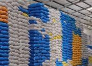 BULOG Soppeng Serap 66.520 Ton Gabah Kering Panen di Tengah Tantangan