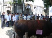 Takalar Terpilih sebagai Penerima Bantuan Sapi Kurban Presiden Prabowo