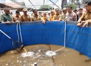 Inovasi Ketahanan Pangan, Desa Soga Panen Perdana 1,2 Ton Ikan Nila