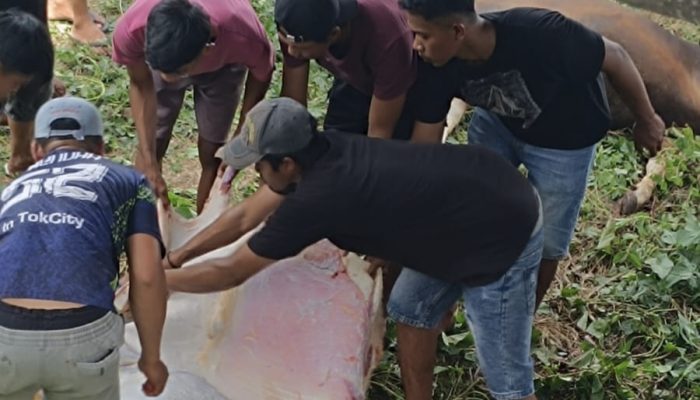 Idul Adha 1447 H di Soppeng, 1.475 Hewan Qurban Dipotong