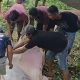 Idul Adha 1447 H di Soppeng, 1.475 Hewan Qurban Dipotong