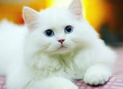 Mengapa Gen Z Rela Habiskan Uang demi “Anak Bulu” Bernama Kucing