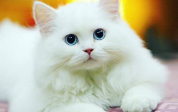 Mengapa Gen Z Rela Habiskan Uang demi “Anak Bulu” Bernama Kucing