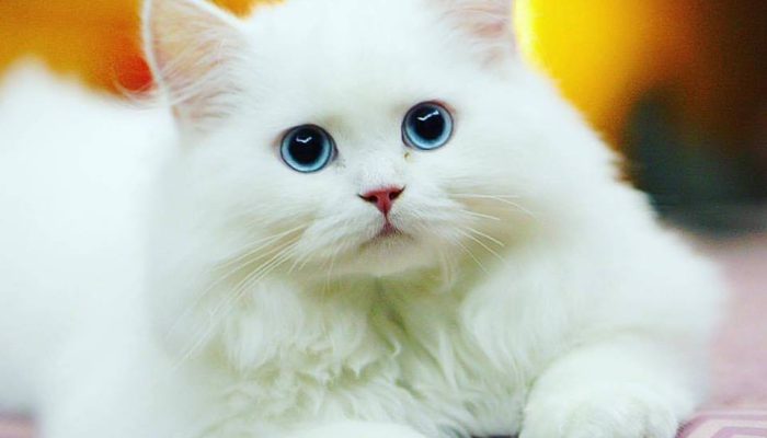 Mengapa Gen Z Rela Habiskan Uang demi “Anak Bulu” Bernama Kucing